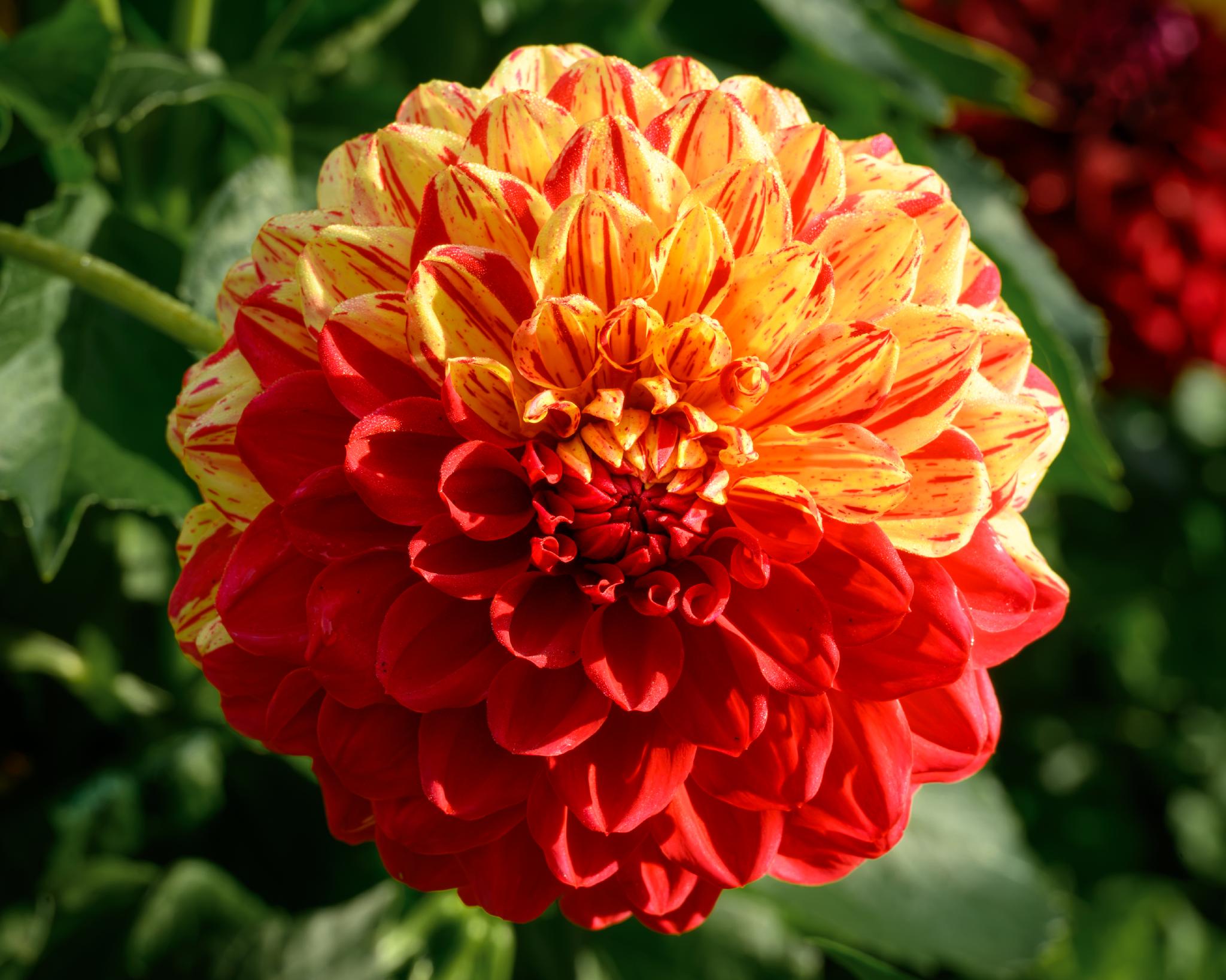 A dahlia (genus Dahlia) with a round, multi-layered bloom featuring vibrant red petals at the base and bright yellow tips, displaying a striped pattern. The flower is surrounded by green foliage