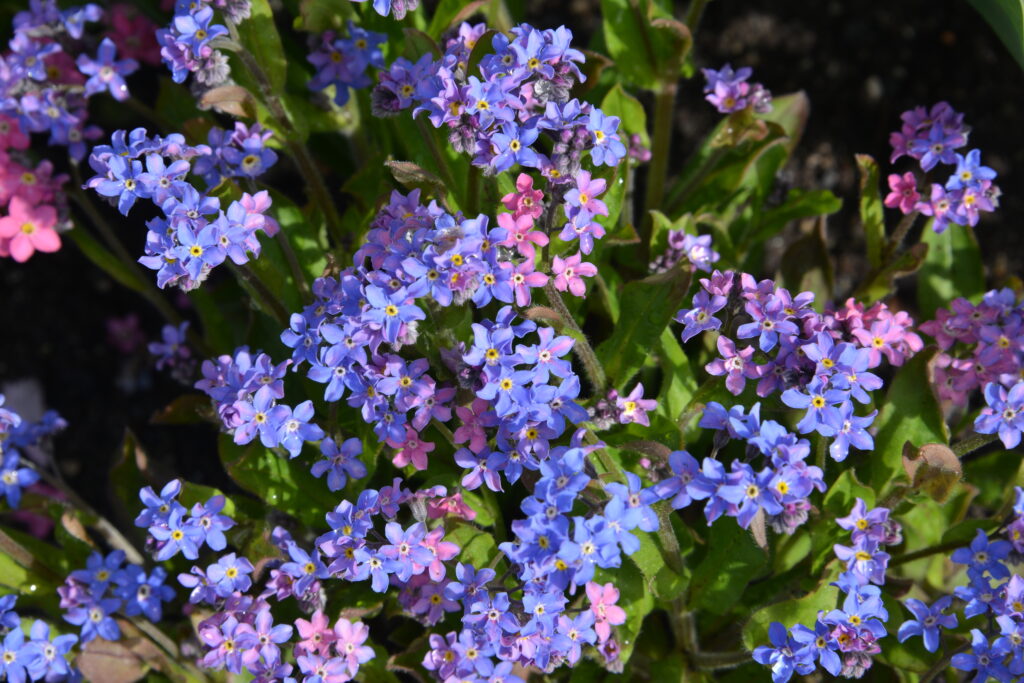 Une grappe de petites fleurs dans des tons de bleu et de rose, composées de cinq pétales et d'un cœur jaune. Ces fleurs semblent appartenir au genre Myosotis, communément appelé « myosotis ». Les feuilles sont vertes et lancéolées, et poussent près du sol.