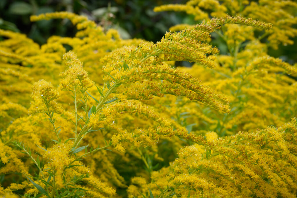 Un bouquet de verges d'or (Solidago spp.) aux grappes de fleurs jaune vif portées par des tiges élancées. Le feuillage, vert et plumeux, offre un spectacle dense et éclatant.