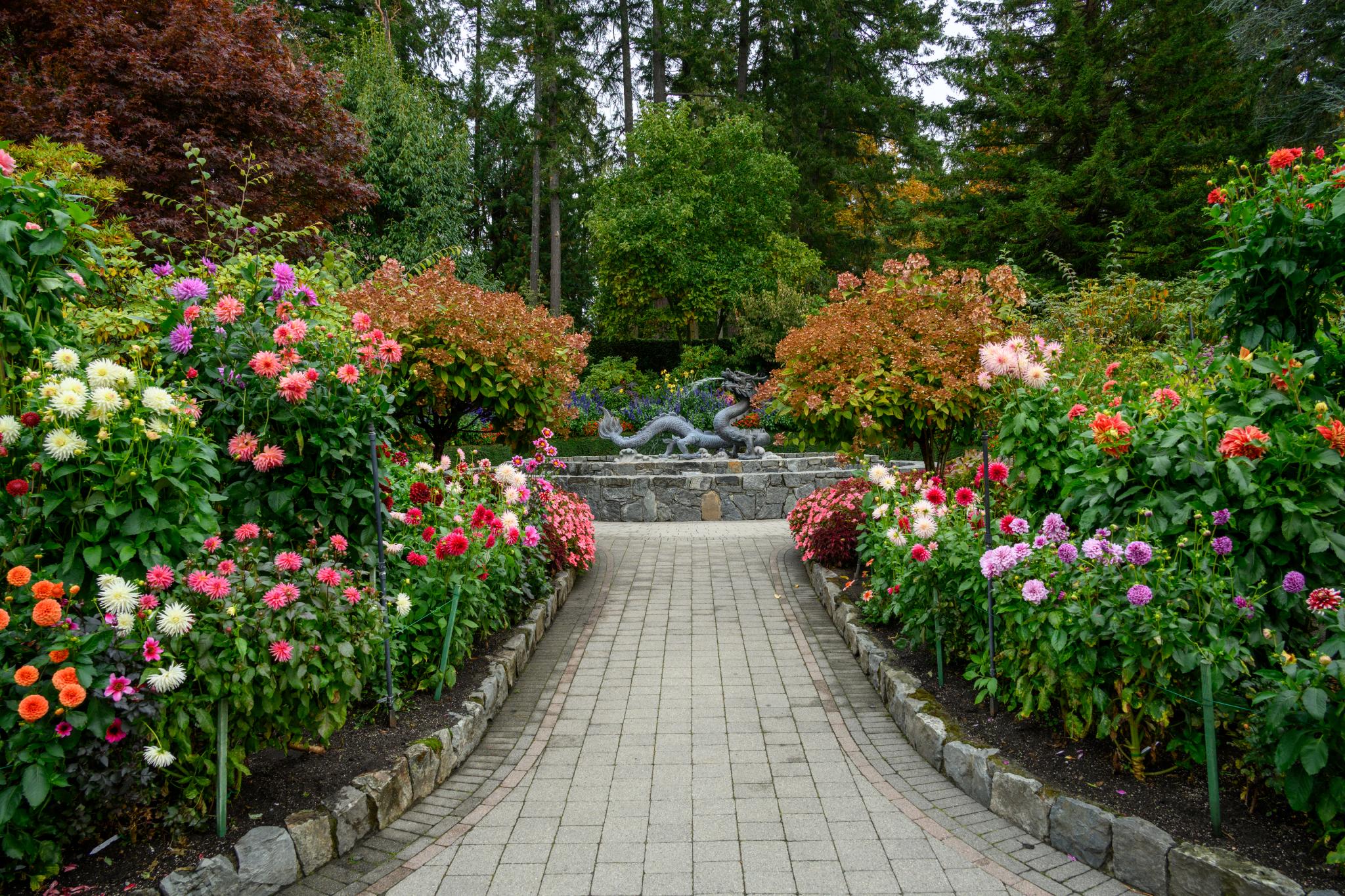 A landscaped garden path lined with colorful flowering plants, primarily dahlias (genus Dahlia), in various shades of pink, red, and yellow. The path leads to a stone fountain surrounded by lush greenery and trees in the background