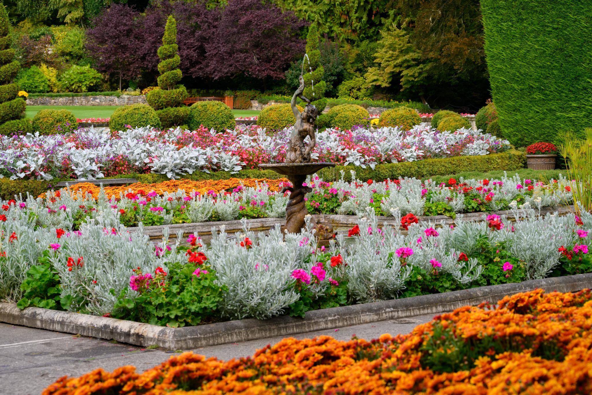 A landscaped garden featuring a central fountain surrounded by colorful flower beds. The beds include vibrant geraniums (Pelargonium), silver-leaved plants, and marigolds (Tagetes). Neatly trimmed hedges and topiary shapes are visible in the background, enhancing the garden's design