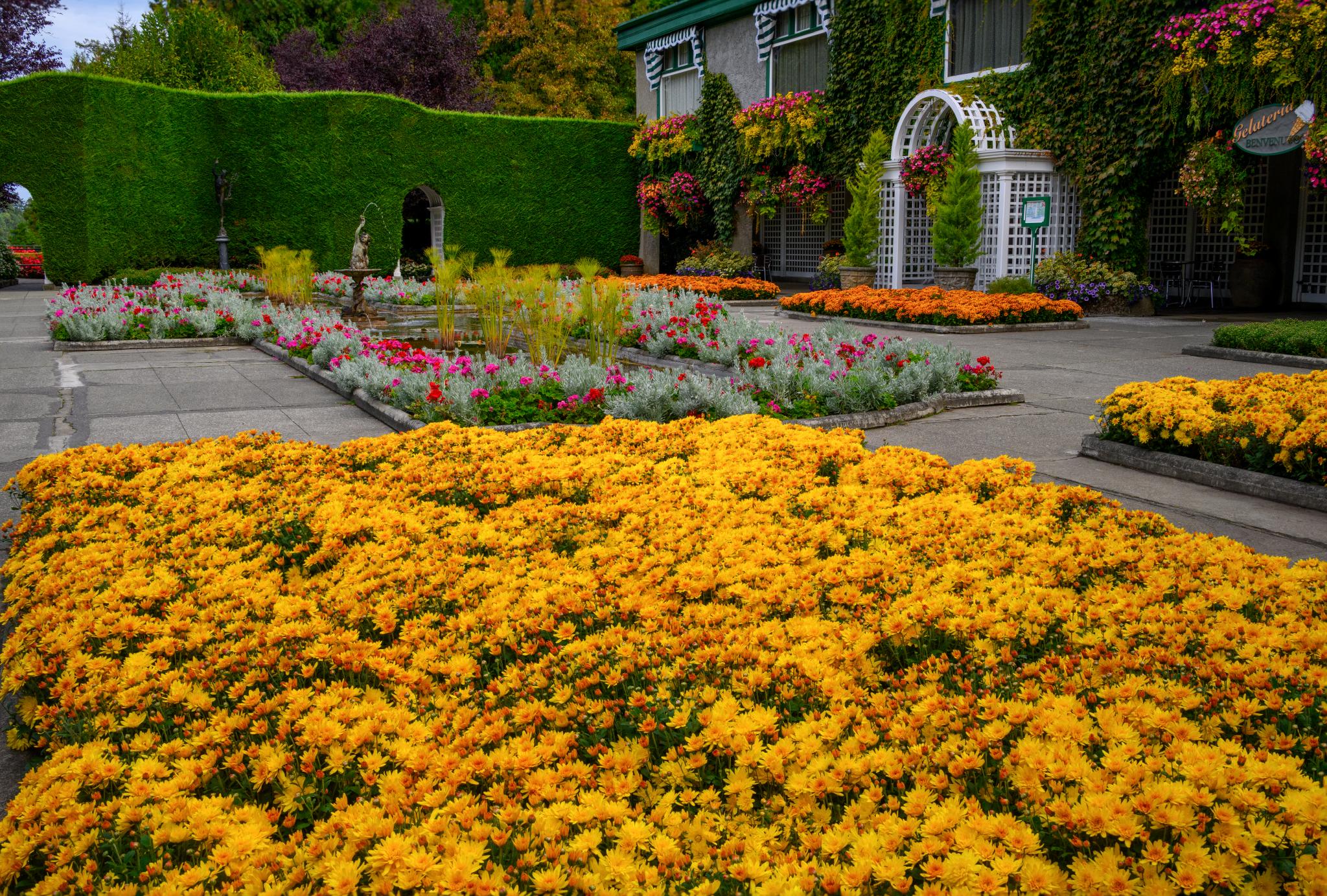 A vibrant display of yellow chrysanthemums fills the foreground, creating a bright carpet of flowers. In the background, a landscaped garden features a variety of colorful blooms, including pink and white flowers, surrounded by lush green hedges and decorative structures. The scene is well-maintained and showcases a harmonious arrangement of plants