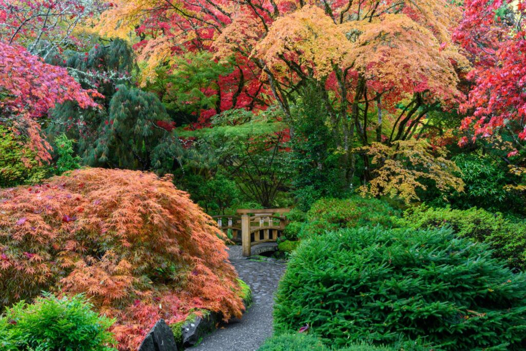 Une scène de jardin sereine mettant en scène un sentier sinueux entouré d'une végétation aux couleurs vives. Les arbres arborent un mélange de feuilles rouges, orange et jaunes, probablement issues de diverses espèces d'Acer (érable). Des arbustes d'un vert luxuriant encadrent le sentier, qui mène à un pont en bois au fond de l'image.