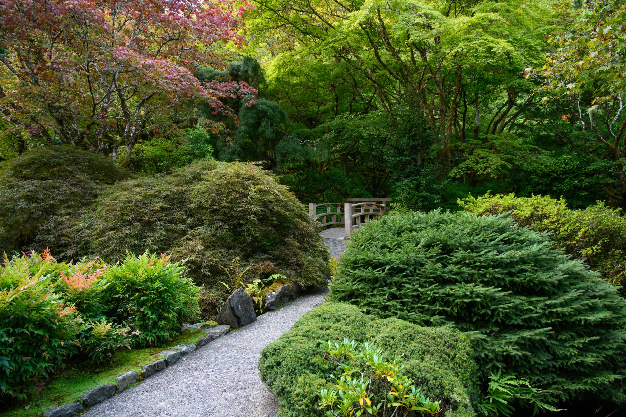 A serene garden pathway lined with various shrubs and trees. The landscape features rounded, lush green bushes, some with a slightly yellow hue, and a backdrop of vibrant autumn foliage in shades of red and orange. A wooden bridge crosses over a small area of the garden, surrounded by dense greenery