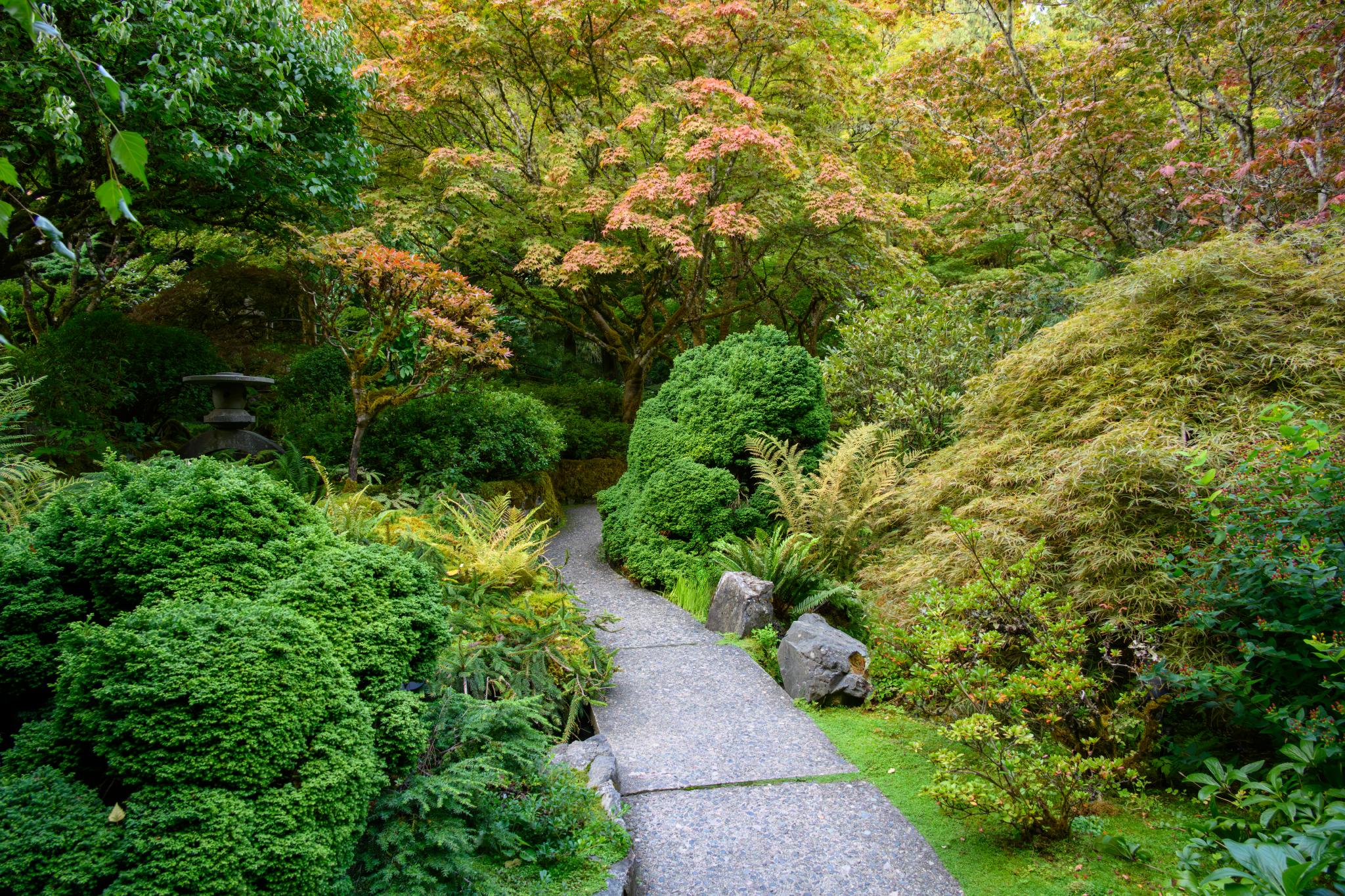 A stone pathway winds through a lush garden featuring various shrubs and trees. Prominent are rounded, dense green shrubs, possibly of the genus Buxus, alongside vibrant autumn-colored foliage from deciduous trees, likely Acer species. The scene is framed by ornamental grasses and moss-covered rocks, creating a serene, natural setting