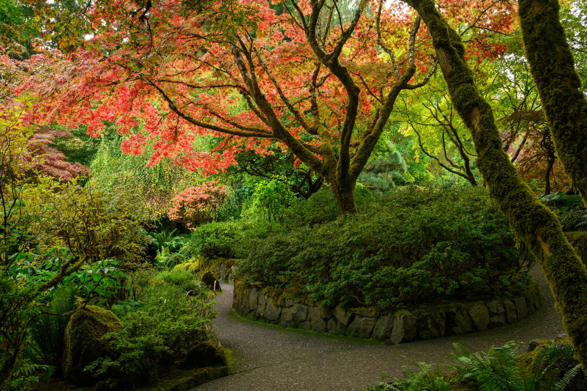 A winding gravel path leads through a lush garden featuring a large, vibrant red and orange maple tree (Acer spp.) at the center. Surrounding the tree are various green shrubs and smaller plants, with hints of other colorful foliage in the background. The scene is framed by tall trees, creating a serene and shaded atmosphere