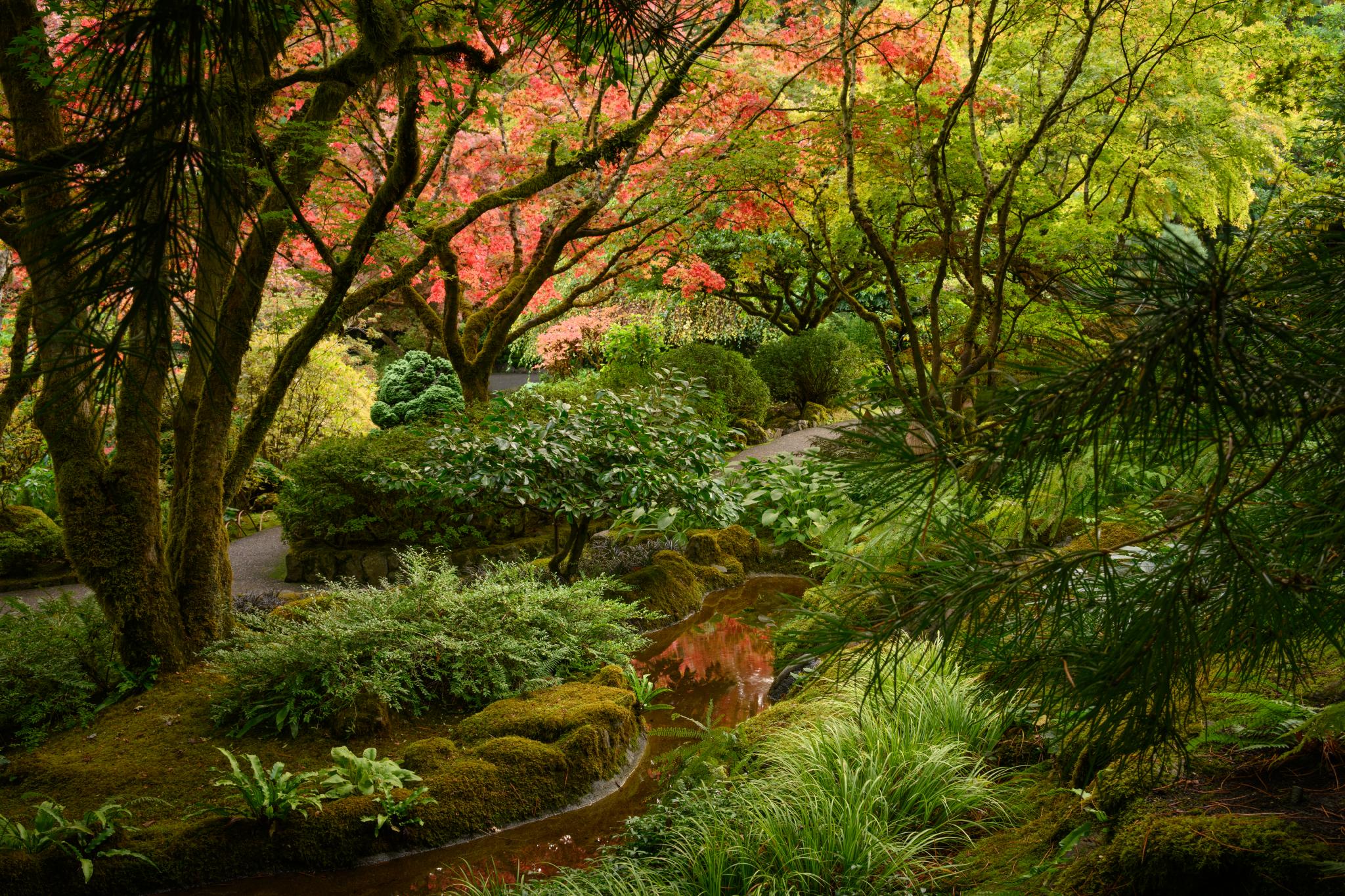 A lush garden scene featuring a variety of trees and shrubs, including vibrant red and orange foliage, likely from deciduous trees. The landscape includes a winding stream surrounded by dense greenery, moss-covered ground, and a mix of ferns and low-growing plants. The overall atmosphere is serene and natural