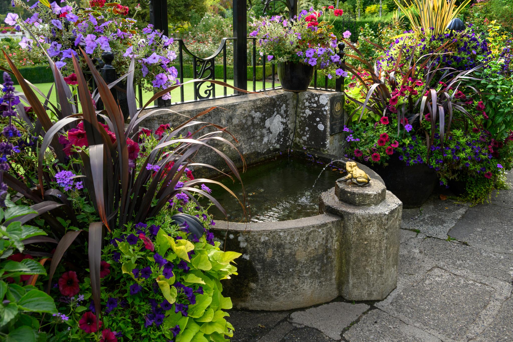 A stone fountain with a small frog sculpture spouting water is surrounded by vibrant flower arrangements. The plants include purple petunias (Petunia spp.), dark-leaved cordyline (Cordyline spp.), and bright green foliage, creating a colorful and lush garden setting