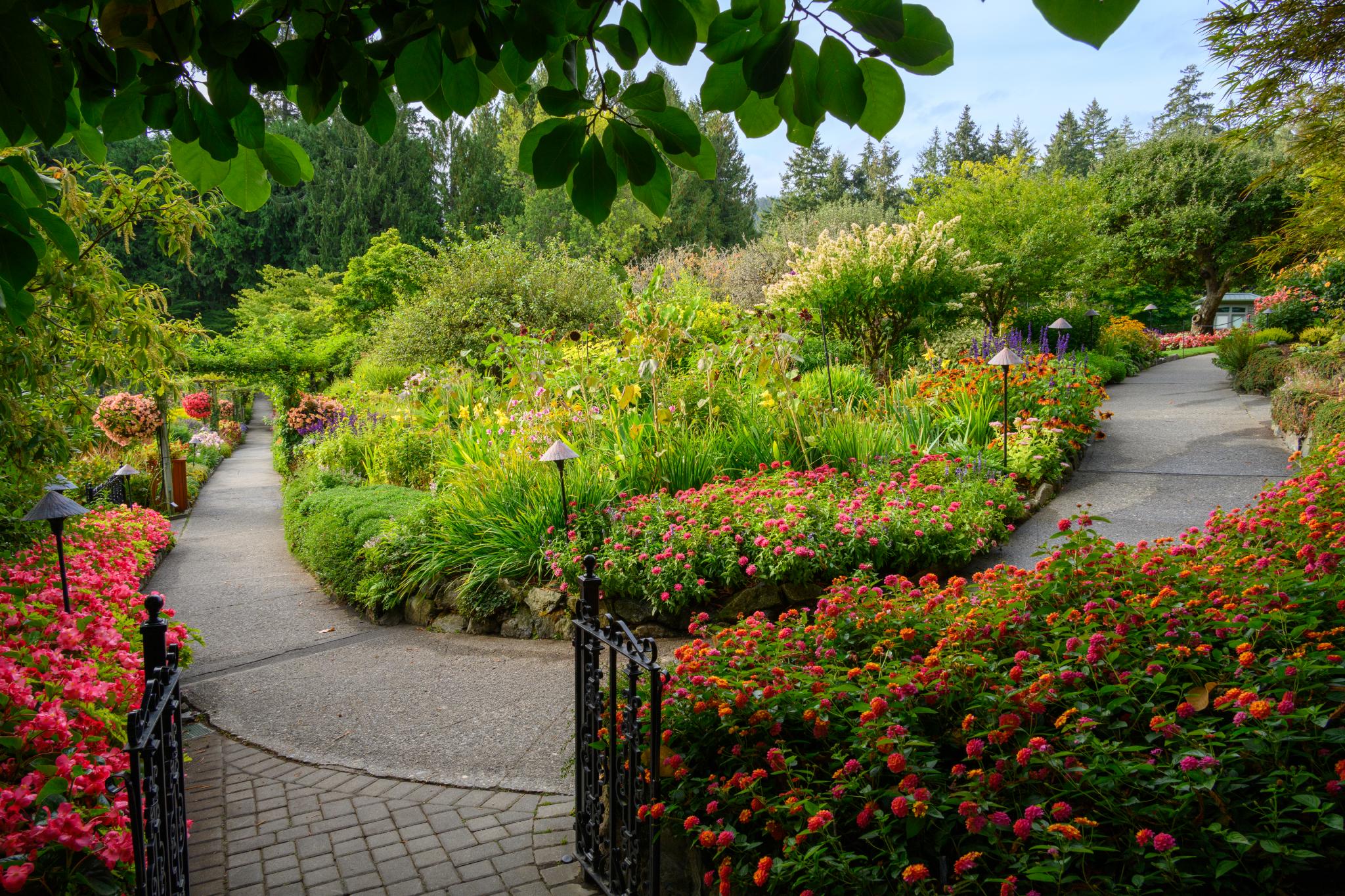 A landscaped garden featuring winding pathways bordered by vibrant flower beds. The beds contain a variety of flowering plants, including colorful begonias and other ornamental species. Lush greenery surrounds the area, with trees and shrubs providing a natural backdrop