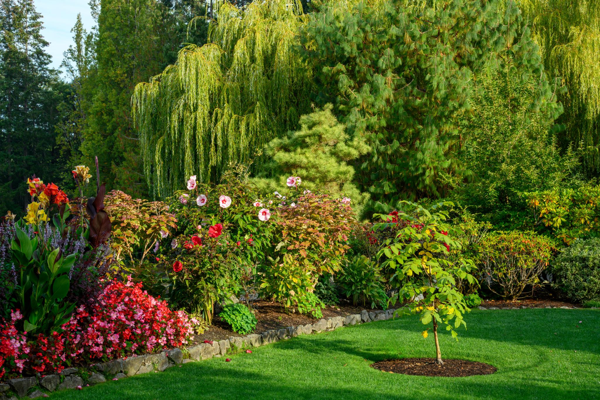 A landscaped garden featuring a variety of plants. In the foreground, a small tree with a rounded canopy appears to be a young flowering tree. Surrounding it are colorful flower beds with pink and red blooms, likely including begonias and hibiscus. In the background, a large weeping willow (Salix babylonica) provides a lush green backdrop, alongside other shrubs and trees. The garden is well-maintained with a manicured lawn