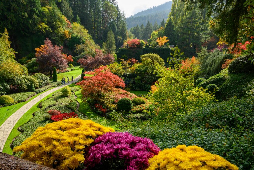 Un jardin aux couleurs chatoyantes, agrémenté d’une grande variété de plantes à fleurs, notamment des chrysanthèmes jaunes et violets (genre Chrysanthemum). La scène comprend une végétation luxuriante, des arbres aux couleurs d’automne et des allées sinueuses. On y voit des personnes se promener le long des allées, entourées de fleurs colorées et d’espaces paysagers.
