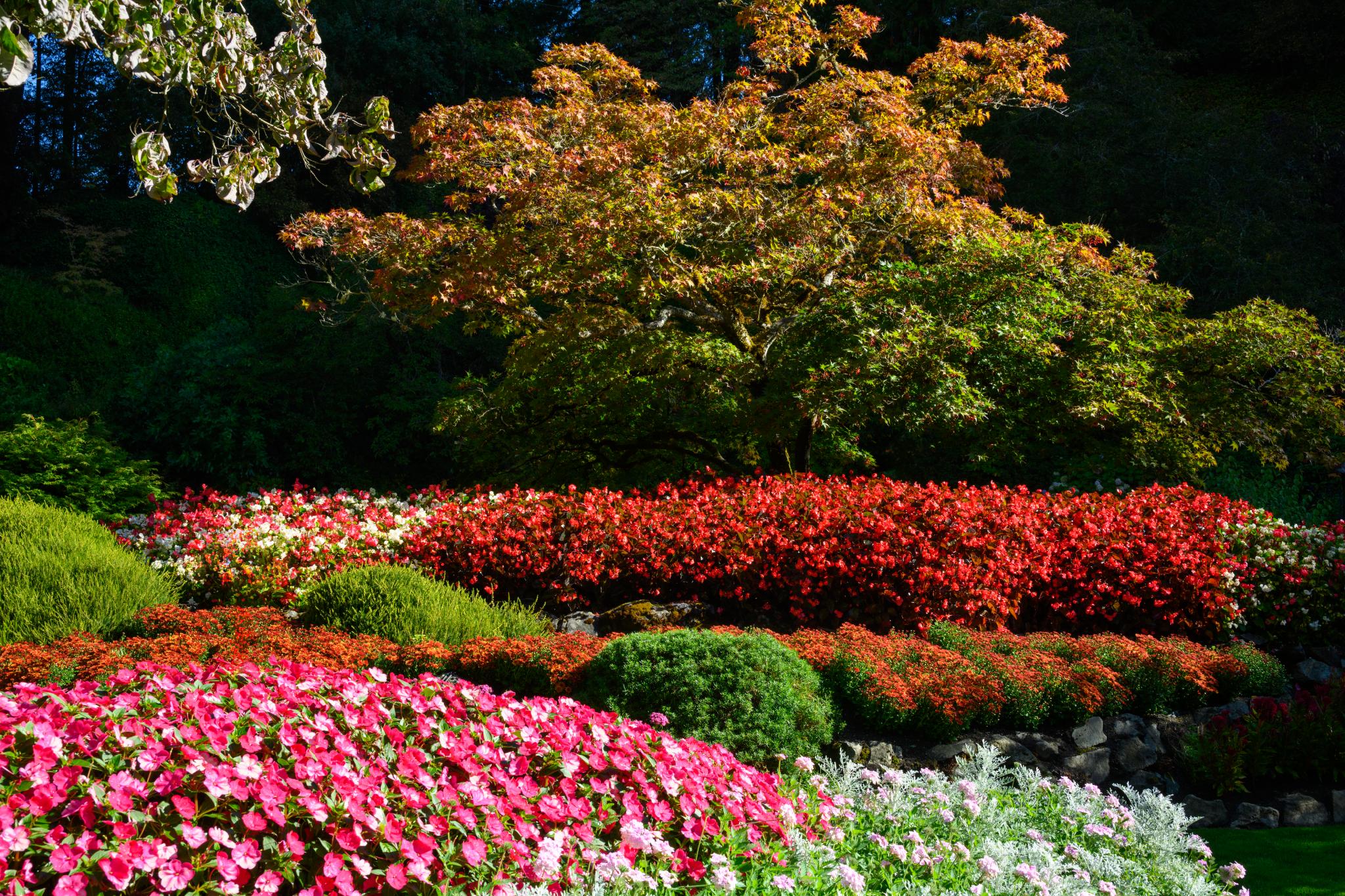 A vibrant garden scene featuring a variety of flowering plants and shrubs. In the foreground, there are clusters of pink and white begonias (genus Begonia) alongside red and orange flowering plants. In the background, a small tree with reddish-orange foliage is visible, surrounded by lush green shrubs. The overall composition showcases a colorful and well-maintained landscape