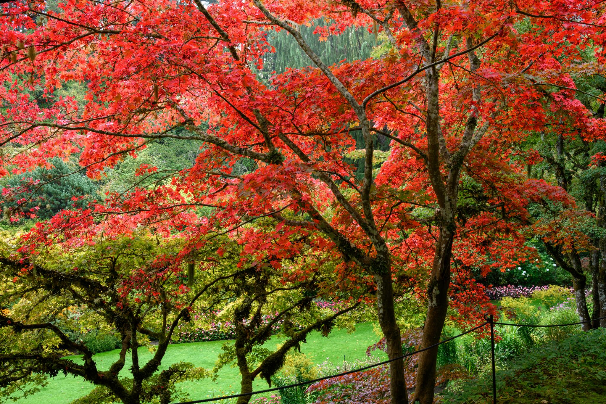 A vibrant red maple tree (Acer spp.) with striking autumn foliage, surrounded by a lush green landscape and other trees. The leaves display various shades of red, creating a vivid contrast against the greenery