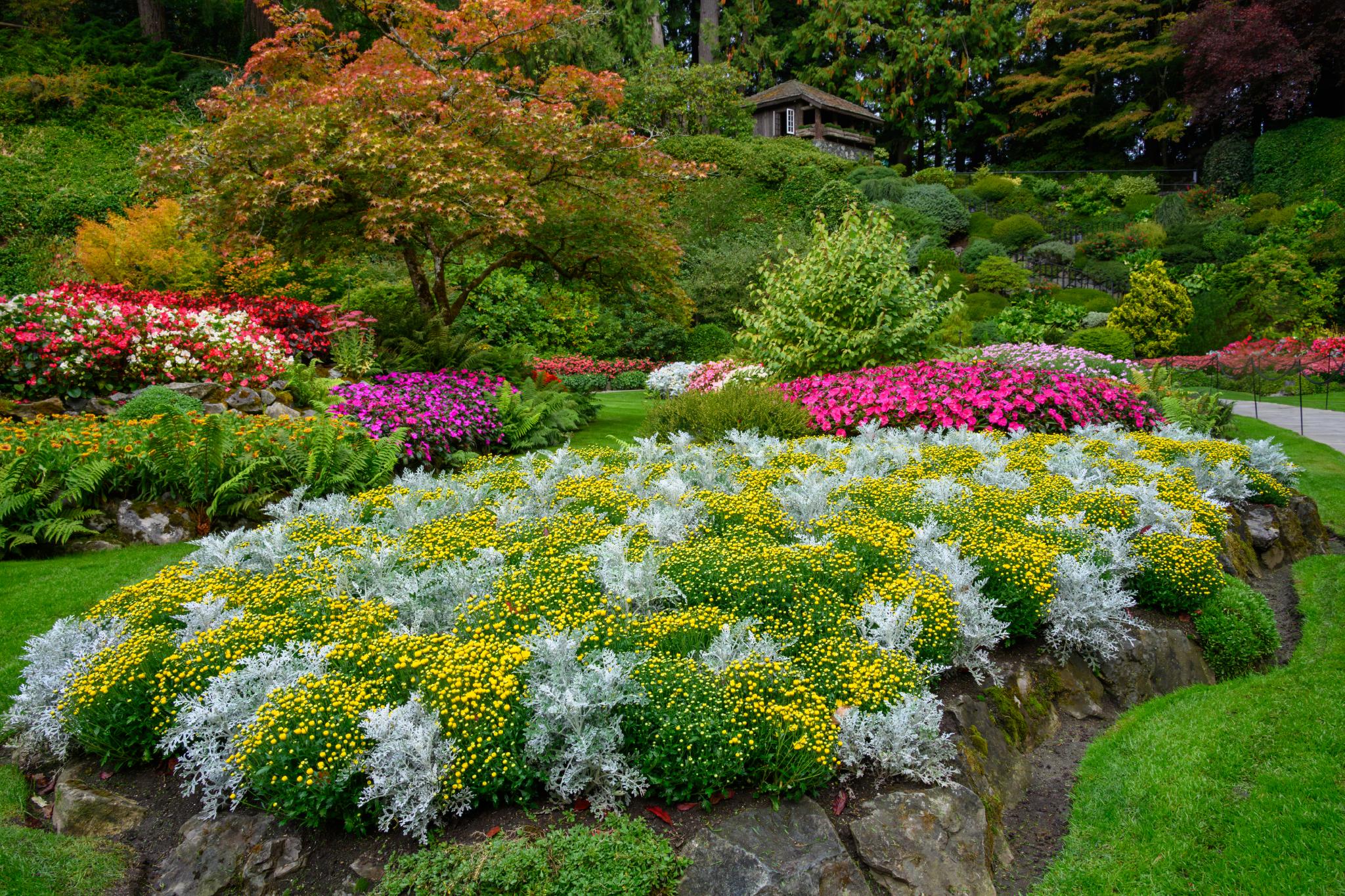 A landscaped garden featuring a variety of flowering plants and shrubs. Prominent are clusters of yellow and silver foliage plants, possibly Chrysanthemum, interspersed with vibrant pink and red flowers. In the background, a mix of green trees and a wooden structure is visible, enhancing the garden's natural beauty