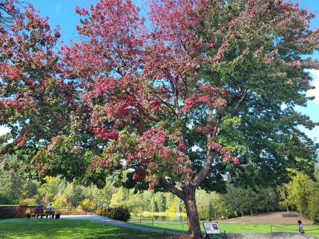 Un grand arbre à la cime étendue, aux feuilles d'un rouge et d'un vert éclatants, appartenant probablement au genre Acer. L'arbre se trouve dans un cadre semblable à un parc, avec une pelouse et un sentier. À l'arrière-plan, on aperçoit d'autres arbres et un ciel d'un bleu limpide. Deux personnes sont assises sur un banc à proximité.