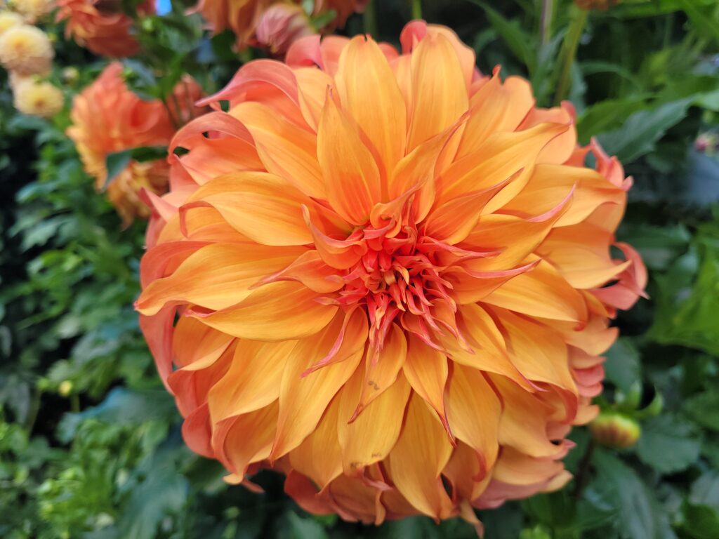 Une grande fleur de dahlia entièrement éclose, aux pétales présentant un dégradé éclatant d'orange et de jaune, avec un cœur dense et en couches. Les pétales sont allongés et légèrement recourbés à leurs extrémités, ce qui leur confère un aspect duveteux. On aperçoit du feuillage vert à l'arrière-plan.