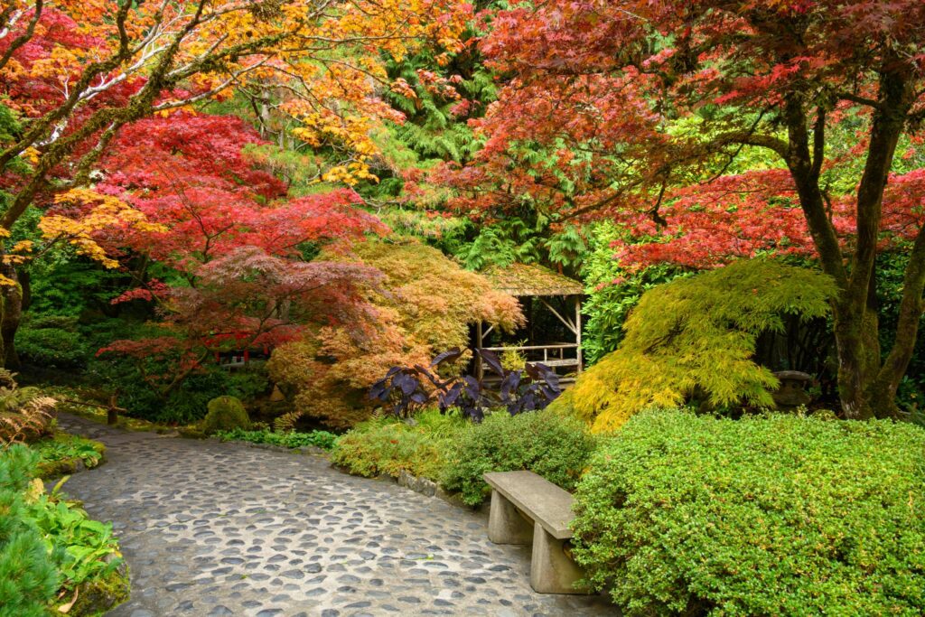 Un sentier sinueux en pierre traverse un jardin plein de vie, parsemé d’arbres et d’arbustes aux couleurs automnales. On remarque notamment plusieurs érables japonais (Acer palmatum) aux feuilles rouge vif et orange, qui côtoient d’autres végétaux. Une structure en bois est partiellement visible à l’arrière-plan, entourée de végétation luxuriante