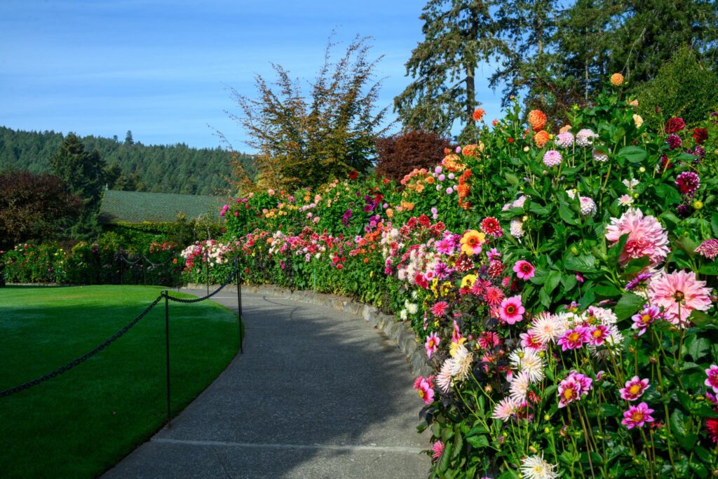 Un jardin fleuri aux couleurs vives, où s'épanouissent diverses variétés de dahlias (genre Dahlia) dans des tons de rose, de jaune et de blanc, disposées le long d'une allée sinueuse. Le jardin est bordé d'un feuillage verdoyant et d'arbres, avec en toile de fond des collines ondulantes sous un ciel bleu limpide.