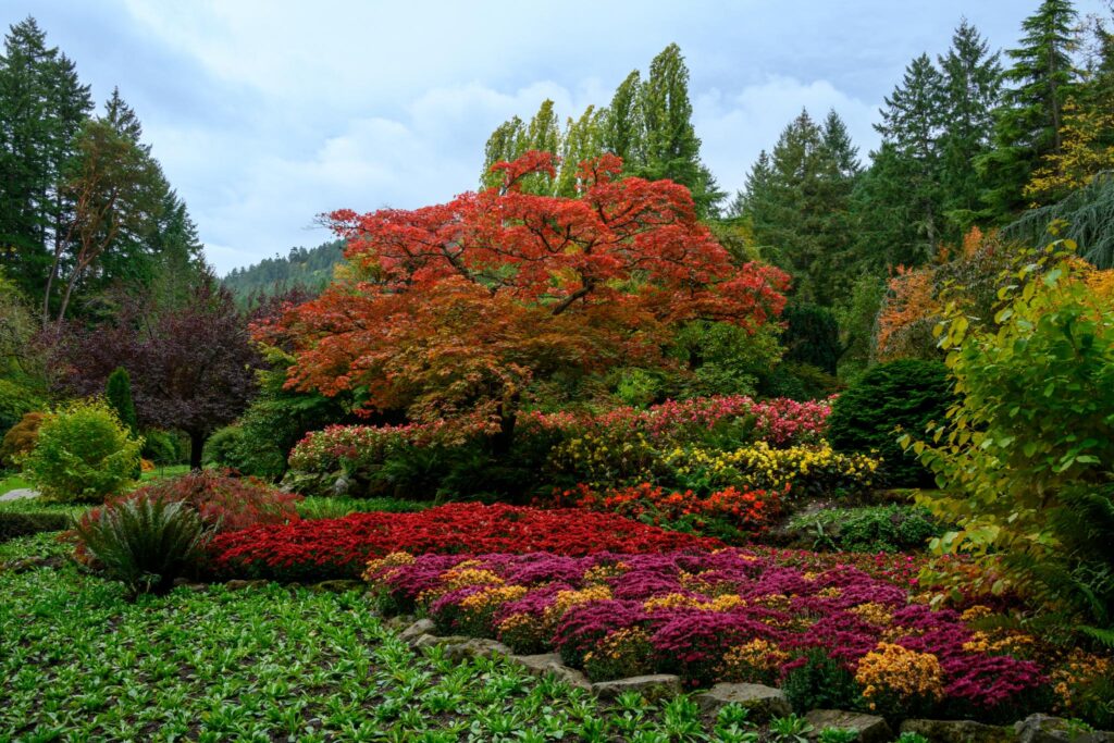 Une scène de jardin pleine de vie, avec au centre un grand Acer palmatum (érable japonais) aux feuilles rouges. Il est entouré de parterres de fleurs colorés où s'épanouissent diverses plantes, notamment des bouquets de chrysanthèmes rouges et jaunes. Le feuillage verdoyant et les arbres en arrière-plan créent un cadre naturel sous un ciel nuageux.