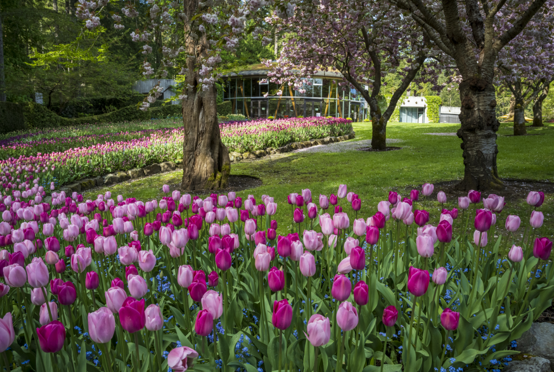Dark and light pink tulips line the pathway to the Rose Carousel.